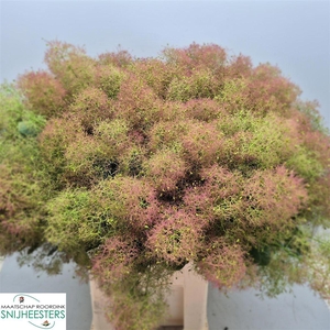 Cotinus C M Green Fountain