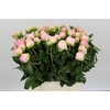 Paeonia lactiflora 'Miss America'