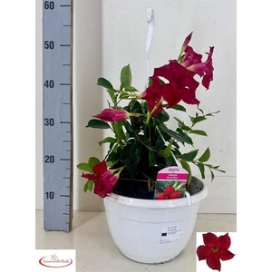 Mande Sun Red