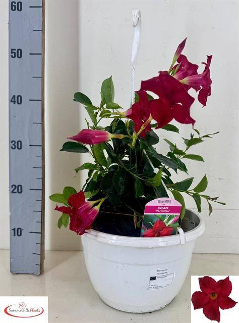 <h4>Mande Sun Red</h4>