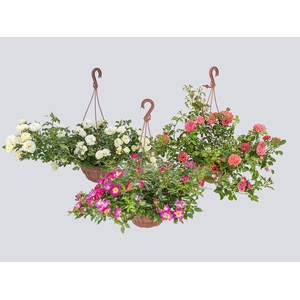 ROSEIRA MINI C21 PENDENTE
