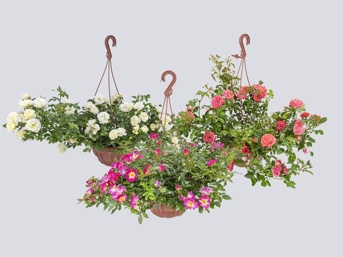 ROSEIRA MINI C21 PENDENTE