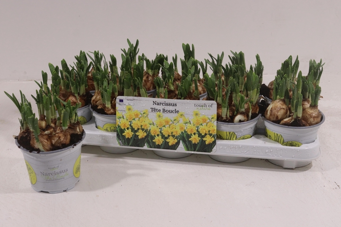 <h4>NARC D TETE BOUCLE</h4>