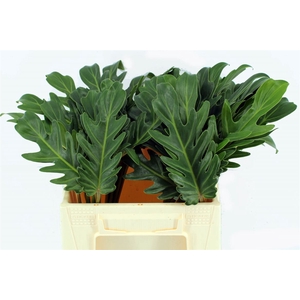 Philodendron Xanadu