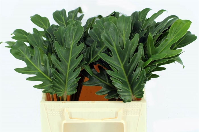 <h4>Philodendron Xanadu</h4>
