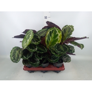 Calathea  'Medallion'