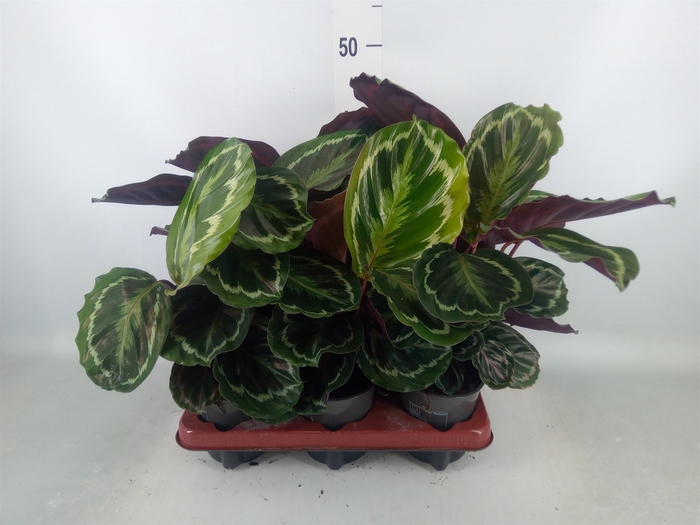 <h4>Calathea  'Medallion'</h4>