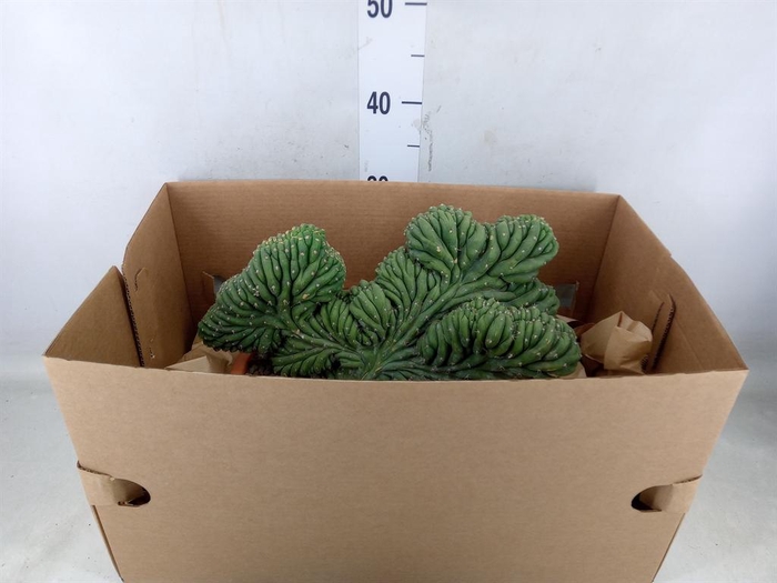 <h4>Cereus   ...</h4>