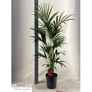 HOWEA FORSTERIANA