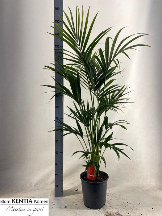 <h4>HOWEA FORSTERIANA</h4>