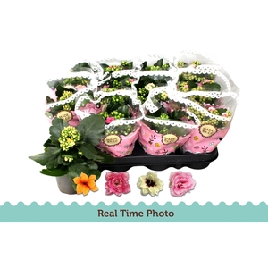 KAL GE GEM TWEEKL BL