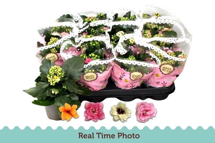 <h4>KAL GE GEM TWEEKL BL</h4>