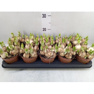 Narcissus  'Tete a tete'