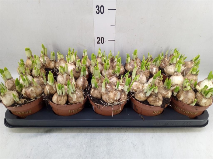 <h4>Narcissus 'Tete a tete'</h4>