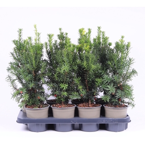 Taxus media 'Hicksii'