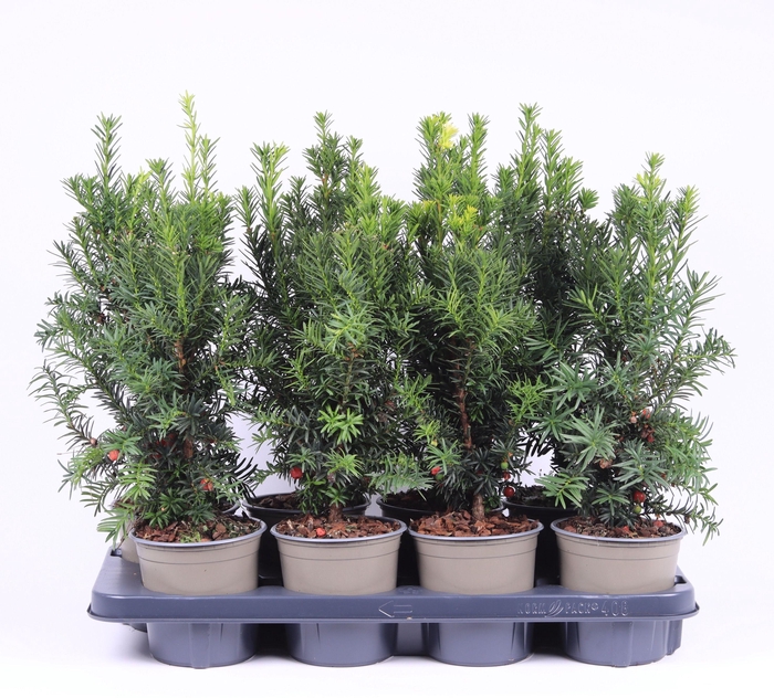<h4>Taxus media 'Hicksii'</h4>