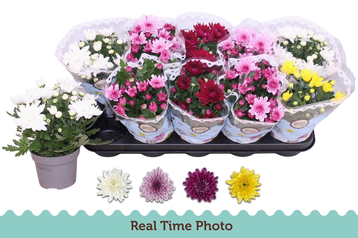 <h4>CHRYS GEVULDBL GEM</h4>