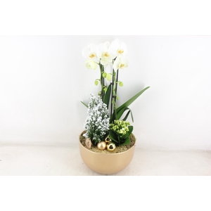 arr2 PL - Ker. Gold pot L Phal.