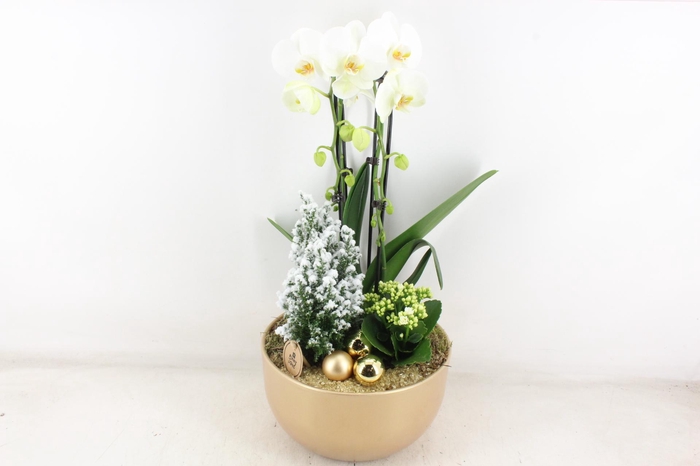 <h4>arr2 PL - Ker. Gold pot L Phal.</h4>