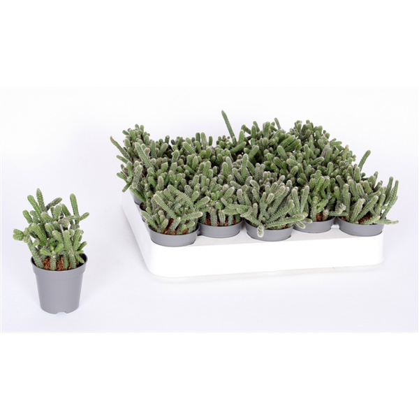 <h4>Rhipsalis baccifera Horrida 5,5 cm</h4>