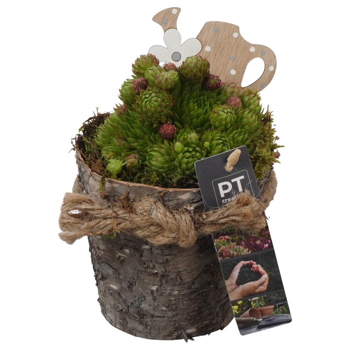 <h4>PTS7423 Arrangement Sempervivum in houten pot</h4>