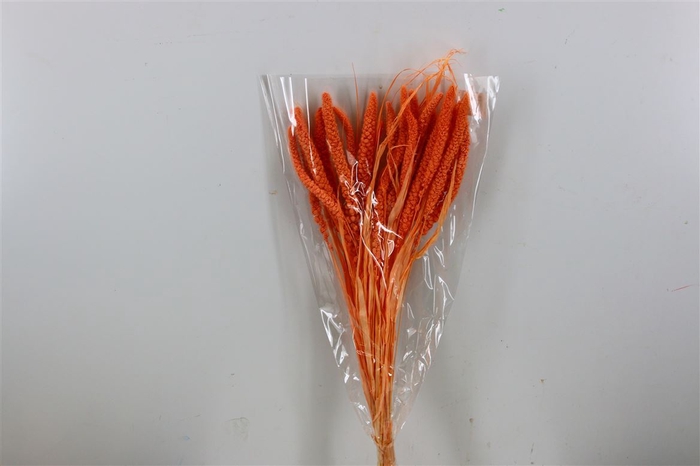 Dried Setaria Bleached Salmon Bunch