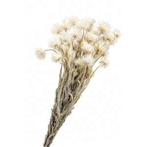 Dried Preserved Kaaps White