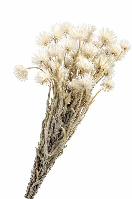 <h4>Dried Preserved Kaaps White</h4>