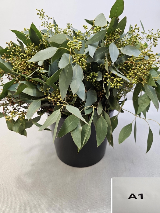 <h4>EUC POP BES PB</h4>