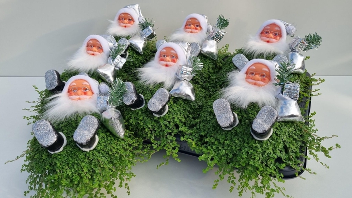 <h4>SOLEI SOL GROEN</h4>