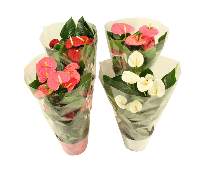 <h4>Anthurium Flamingomix in blanco hoes 17cm</h4>