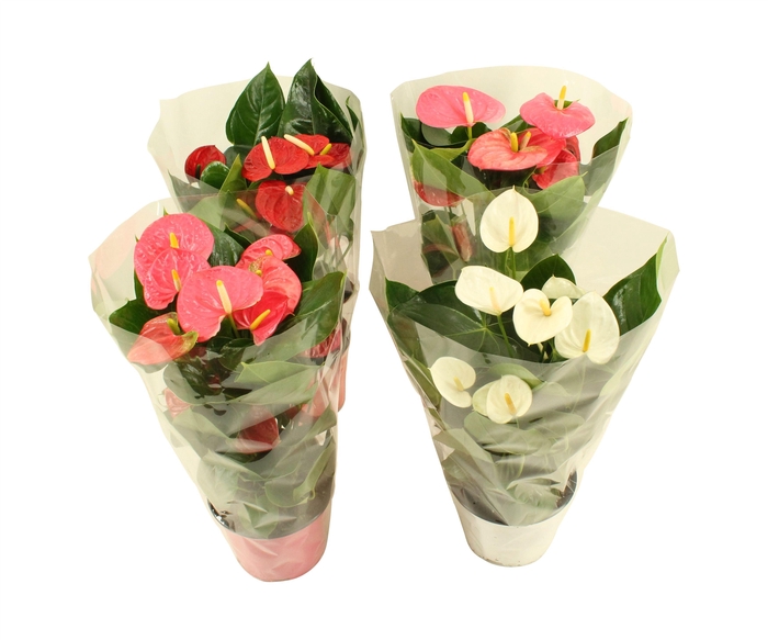 <h4>Anthurium Flamingomix in blanco hoes 17cm</h4>