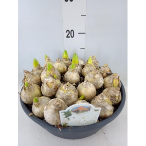 Hyacinthus orie.   ...