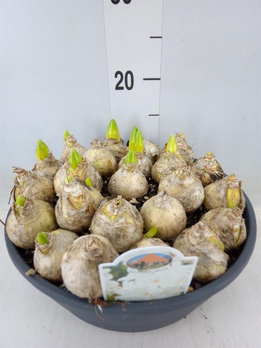 <h4>Hyacinthus orie.   ...</h4>