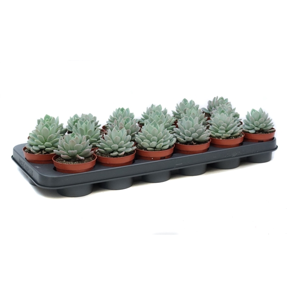 <h4>Echeveria elegans 8,5 cm</h4>