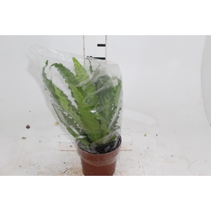 ASPLENIUM OSAKA CRESPO P17