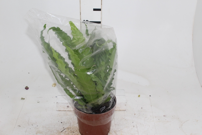 <h4>ASPLENIUM OSAKA CRESPO P17</h4>