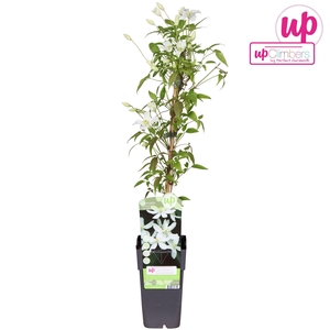 Clematis Montana Grandiflora P15