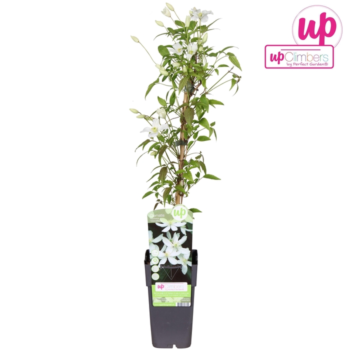 <h4>Clematis Montana Grandiflora P15</h4>