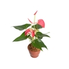 ANTHURIUM MAINE P15 ROSA