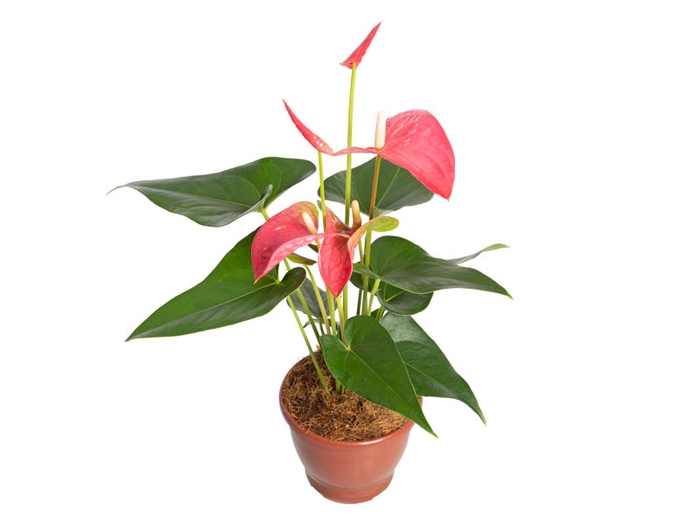 ANTHURIUM MAINE P15 ROSA
