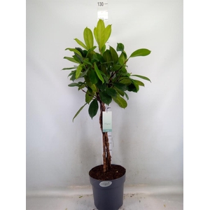 Ficus cyathistipula