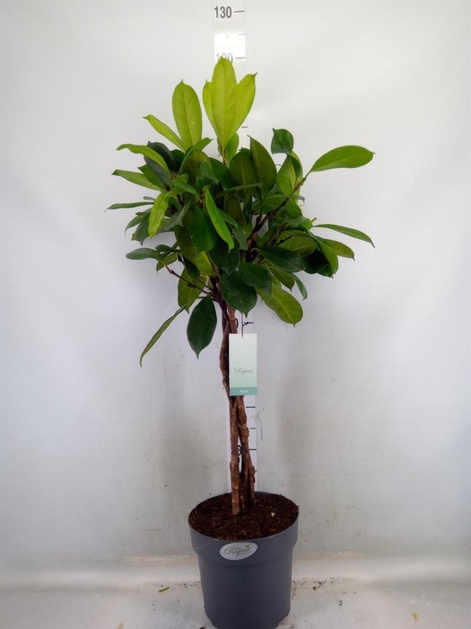 <h4>Ficus cyathistipula</h4>