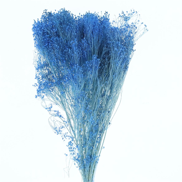 Dried Broom Bloom Blue