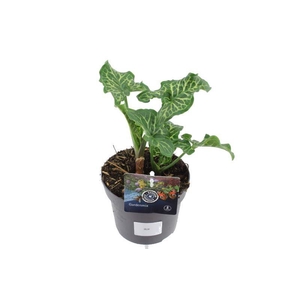 Arum italicum
