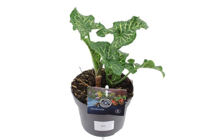 <h4>Arum italicum</h4>