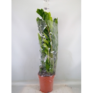 Zamioculcas zamiifolia