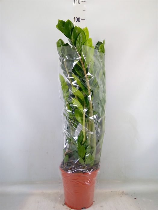 <h4>Zamioculcas zamiifolia</h4>