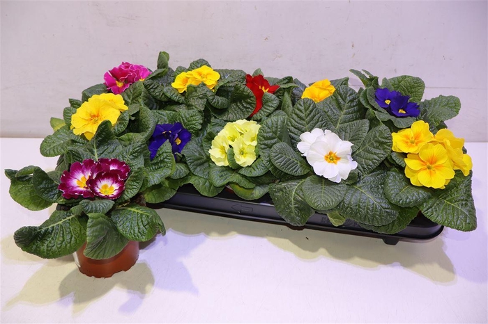 <h4>Prim Ac Gem</h4>