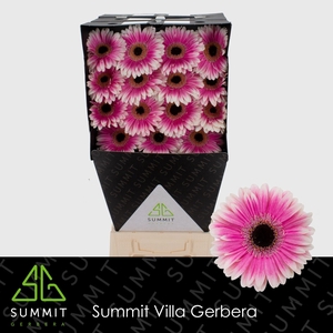 Gerbera Prelude Diamond